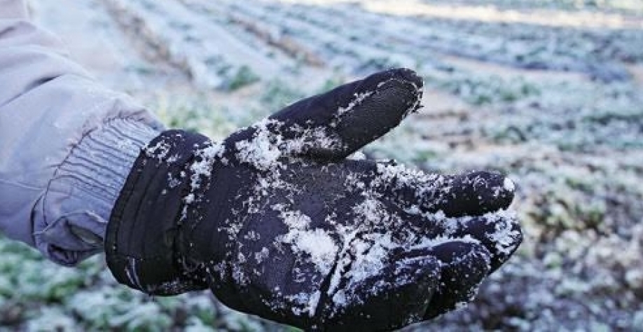 Efeito da geada não termina em 2021