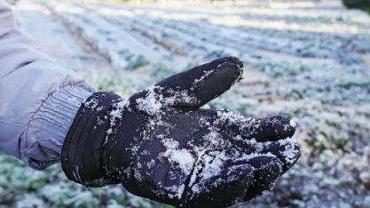 Efeito da geada não termina em 2021