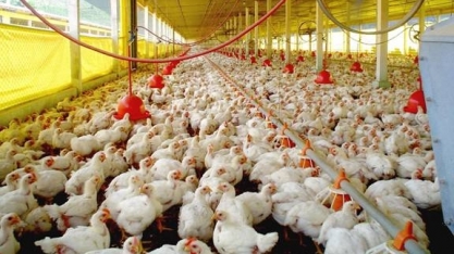 Brasil perde oportunidades em carnes sem novas habilitações pela China