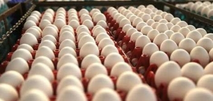Exportação de ovos no 1º semestre aumenta 145%, para 5,6 mil t