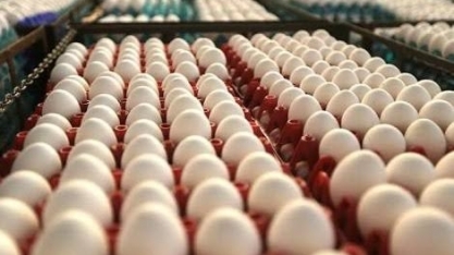 Exportação de ovos no 1º semestre aumenta 145%, para 5,6 mil t
