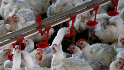 Carne de frango: Exportação em junho soma 397,4 mil t; alta de 16,2%