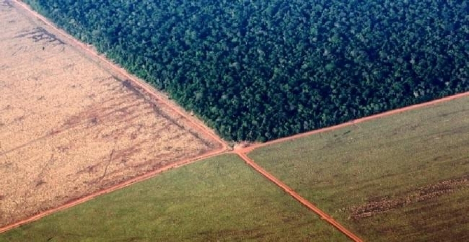 Soja:Aumenta em 22% área na Amazônia em desacordo com moratória em 2019/20