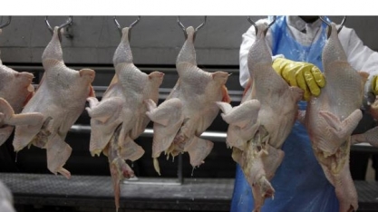 Frango americano é mais barato e paga melhor seu produtor
