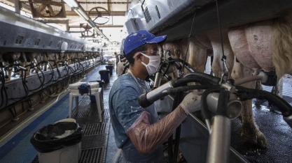 Inflação dos alimentos volta, agora com o leite