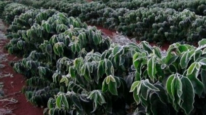 Geadas atingem áreas de cana, milho e café do Brasil