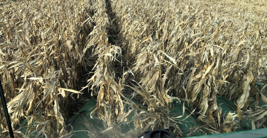 USDA: 64% da safra de milho dos EUA como boa ou excelente, soja fica em 59%