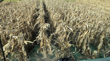 USDA: 64% da safra de milho dos EUA como boa ou excelente, soja fica em 59%