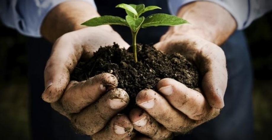 Agricultura já tem 50 especificações para registro de defensivos biológicos