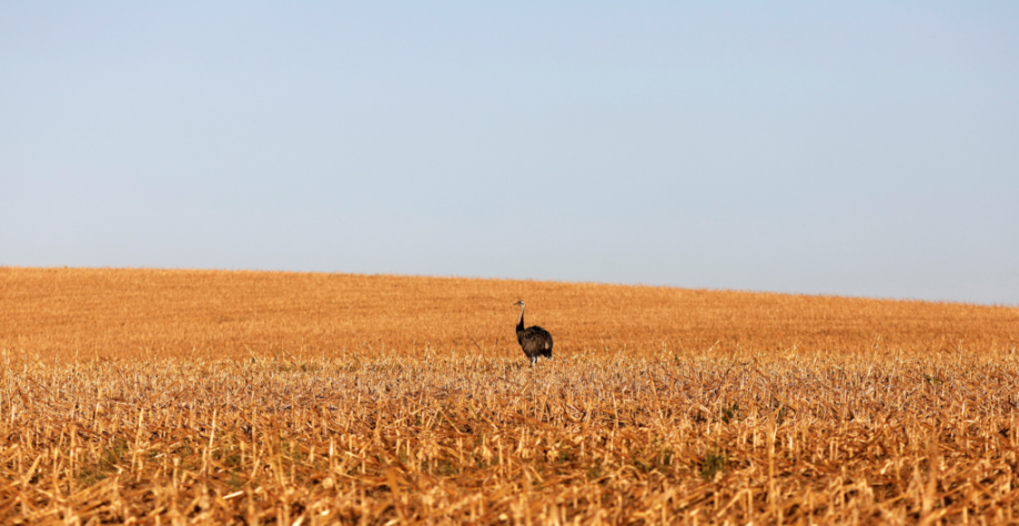 Clima derruba em 18% a 2ª safra de milho no Brasil, diz Geosys