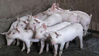 China vai tomar medidas para estabilizar preços de suínos