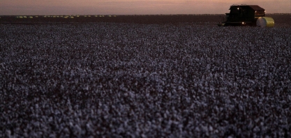 Amaggi capta US$ 209,5 milhões para investir em algodão em Mato Grosso