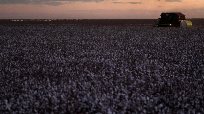 Amaggi capta US$ 209,5 milhões para investir em algodão em Mato Grosso