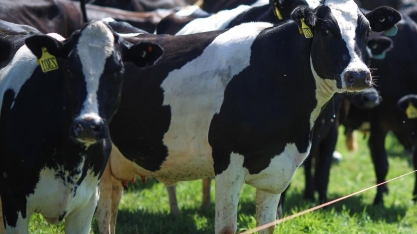 Valor histórico pelo leite, mas consumo, inflação e custo anulam ganhos