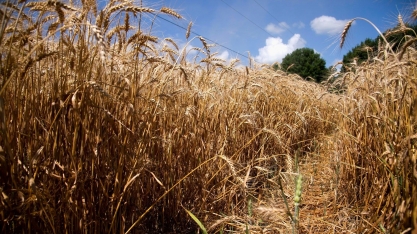 Preços de commodities agrícolas devem perder força na década