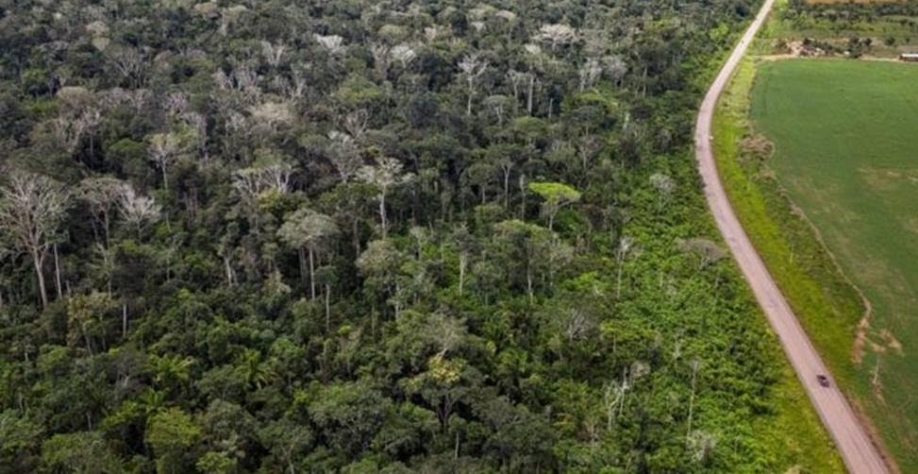 Amazônia: 2,5 bi de árvores e cipós morreram em seca e incêndios de 2015