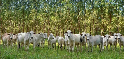Pecuária pode gerar crédito de carbono com média lotação no pasto