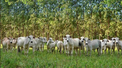 Pecuária pode gerar crédito de carbono com média lotação no pasto