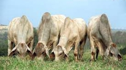 China desacelera a compra de carne bovina brasileira. Acabou o namoro? 