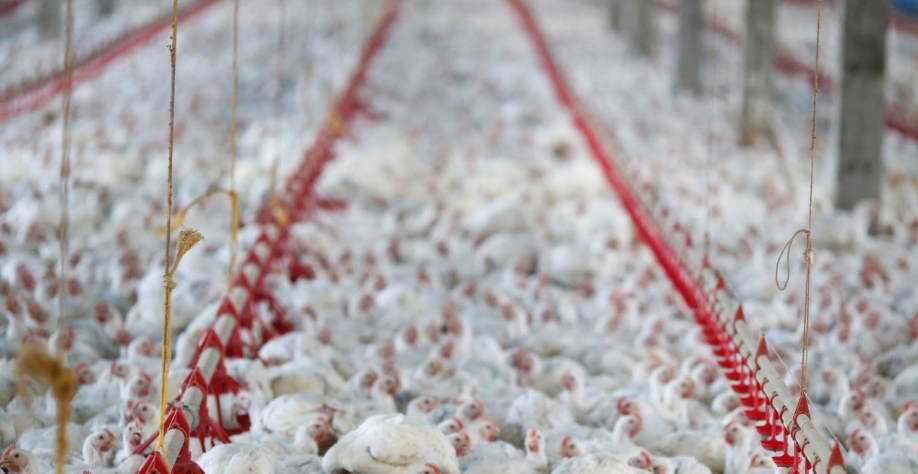 Aurora Alimentos aumenta a exportação de carnes no 1º semestre