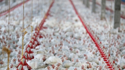 Aurora Alimentos aumenta a exportação de carnes no 1º semestre