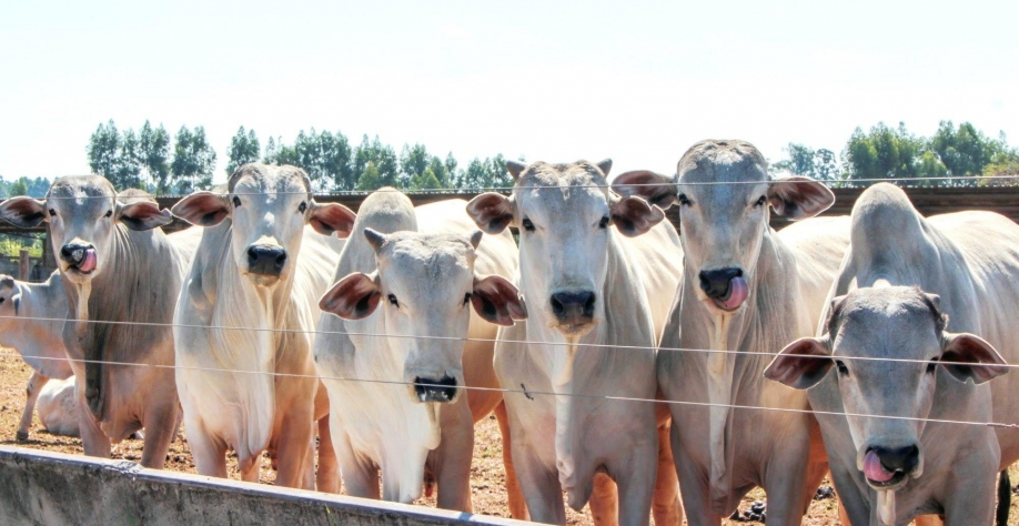  JBS faz pesquisa para reduzir gases do efeito estufa na pecuária