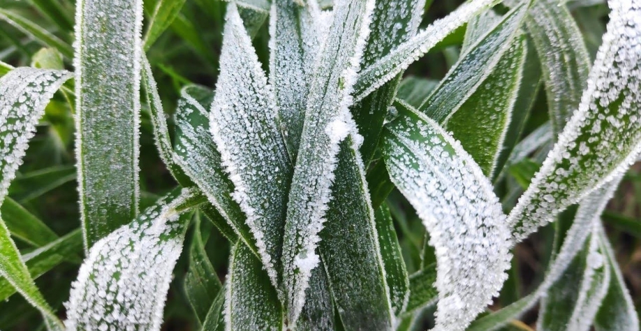 Após geadas, quebra da 2ª safra de milho do Paraná pode chegar a 50%