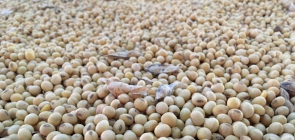 Exportações de soja caem 12,7% em junho