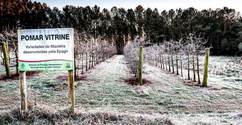 Frio ameaça plantações e aumento dos preços de café, frutas e hortaliças
