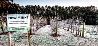 Frio ameaça plantações e aumento dos preços de café, frutas e hortaliças