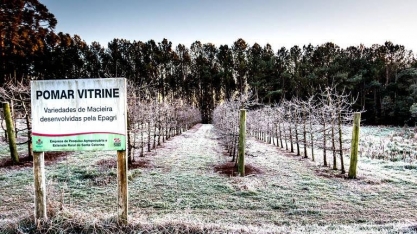 Frio ameaça plantações e aumento dos preços de café, frutas e hortaliças