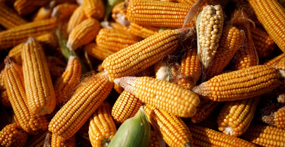 Exportação de milho deve cair pela metade em julho, indica agência