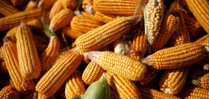 Exportação de milho deve cair pela metade em julho, indica agência