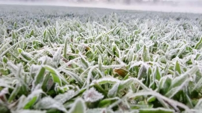 Café, cana, trigo e milho voltam a ser ameaçados por nova onda de geadas