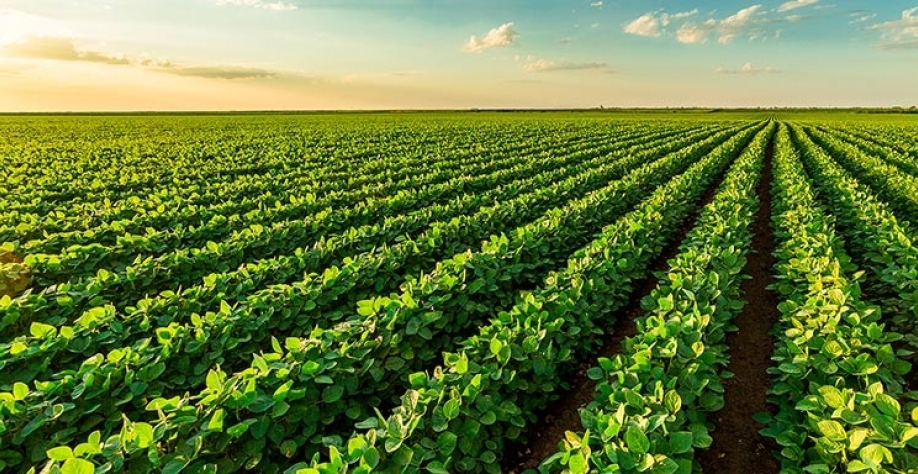 Consultoria afirma que área de soja deve crescer 6,7% na safra 2021/22  