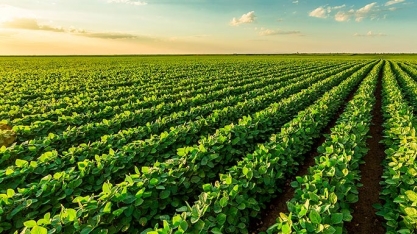 Consultoria afirma que área de soja deve crescer 6,7% na safra 2021/22  