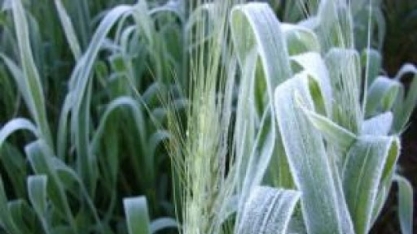 Safras de açúcar e café são novamente ameaçadas por frio extremo