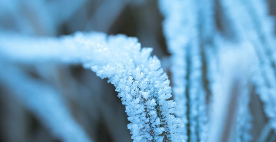 Açúcar atinge máxima de 4 meses com receios de geada, enquanto café recua