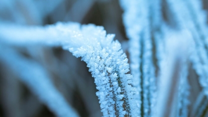 Açúcar atinge máxima de 4 meses com receios de geada, enquanto café recua