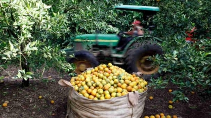 Produção global de laranja em 2020/21 deve aumentar 5,5%