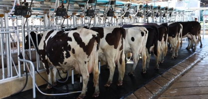 Leite: Preço ao produtor sobe 7,5% em junho, mas não garante rentabilidade