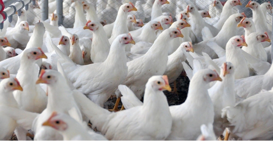 BRF investe R$ 670 mi na avicultura e integrados aportando outros R$ 1,3 bi