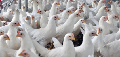 BRF investe R$ 670 mi na avicultura e integrados aportando outros R$ 1,3 bi