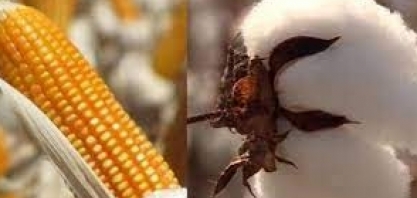 Imea mantém previsões para milho e algodão de MT,mas cita riscos climáticos