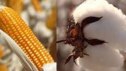 Imea mantém previsões para milho e algodão de MT,mas cita riscos climáticos