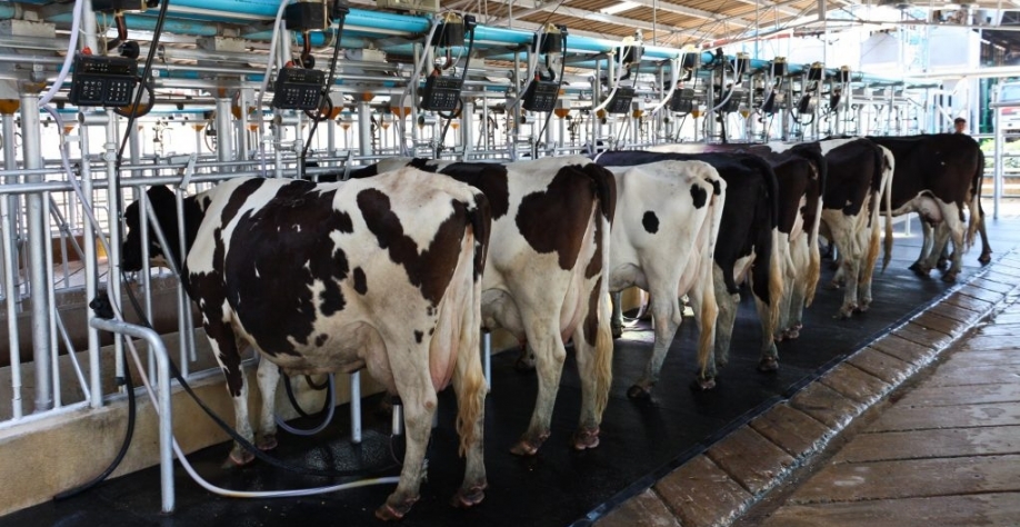 Lácteos: Indústria ameaça entrar em colapso e pede união de esforços