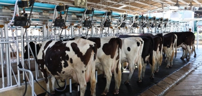 Lácteos: Indústria ameaça entrar em colapso e pede união de esforços