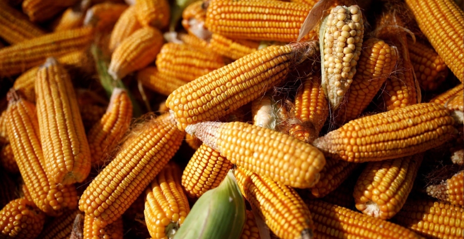 Preços do milho têm limite diário de baixa com melhora climática nos EUA