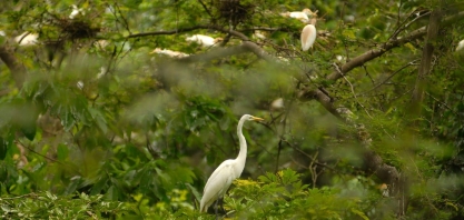 ONU: Acordo sobre biodiversidade mira conservação, poluição e finanças