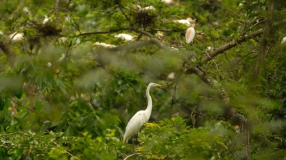 ONU: Acordo sobre biodiversidade mira conservação, poluição e finanças